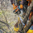 IMB Tree Service - Tree Service