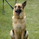 Hollywood Dog Training School - Pet Training