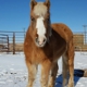 Front Range Equine Rescue