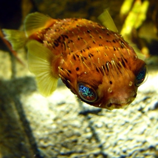 Marine Science Center - Ponce Inlet, FL