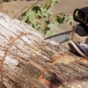 Paul's Tree Service gallery