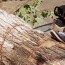 Paul's Tree Service - Tree Service