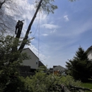 Lions Tree & Landscaping