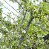 HN Tree Care gallery