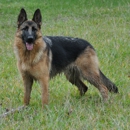 Rallhaus German Shepherds - Pet Services
