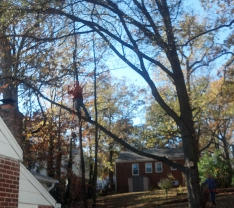 R.D.C. Tree Services - College Park, MD