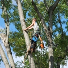 Top Notch Tree Service