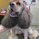 The Top Dog - Pet Grooming