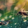 All-Star Pest Management Co gallery