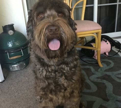 Sunrise Australian Labradoodle - Anthony, FL. Gio the Boss