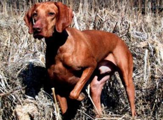 White River Vizsla and Weimaraner - Shoals, IN