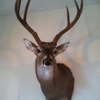 Bush Creations llc Taxidermy & Outfitters gallery