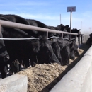 Hays Feeder LLC - Livestock Feeding