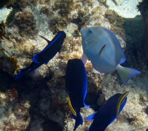 Snorkel the Keys - Key Largo, FL