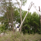 Olson Tree Services