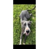 Ace of Canines gallery
