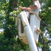 County  Tree Service gallery