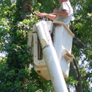 County  Tree Service - Tree Service