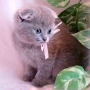 Scottish Folds USA - Pet Breeders