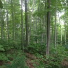 Greater Michigan Timber Management