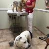 Rehoboth Animal Hospital gallery