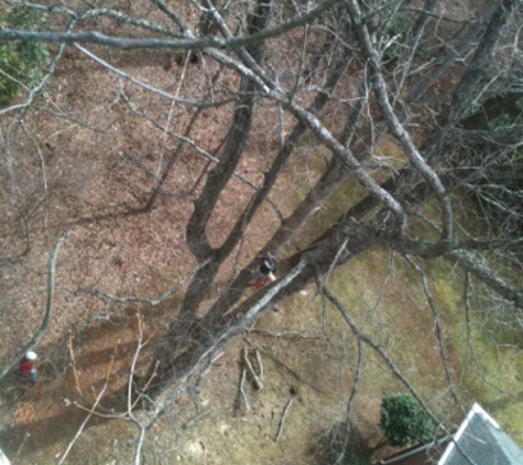 High Line Trees - Duluth, GA