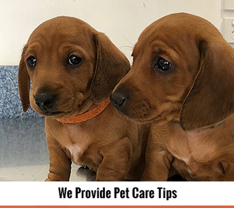 Duncan McGinness Veterinary Surgeon - Dubbo, NSW. We Provide Pet Care Tips
