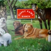 Happy Paws Ranch..dog boarding gallery