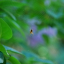 Renes Pest Control CO - Pest Control Equipment & Supplies