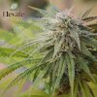 Elevate Holistics Medical Marijuana Doctors