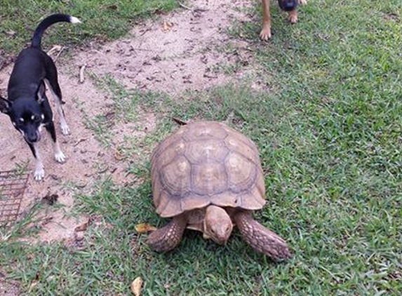 Hearts For Animals, Inc. - Laie, HI