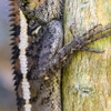 Cumberland Wildlife Removal gallery