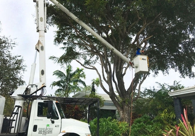 Tree Service,Tree Removal, Stump Grinding Lauderdale