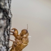 Diamondhead Termite & Pest gallery