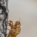 Diamondhead Termite & Pest - Pest Control Equipment & Supplies