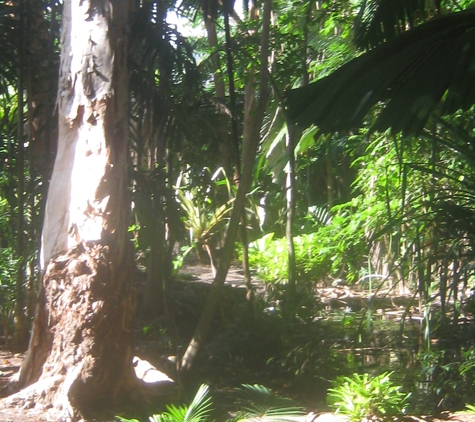 Greentree Nurseries - Allentown, PA. This tree, grown from one seed planted by Alex Tamerler, has flourished in a tropical locale. The future of this nursery is unlimited.