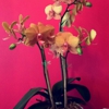 Southside Florist gallery