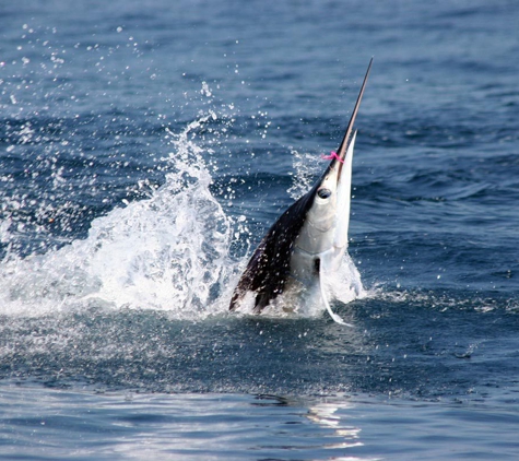 Ecuagringo - Marlin Fishing - Boca Raton, FL