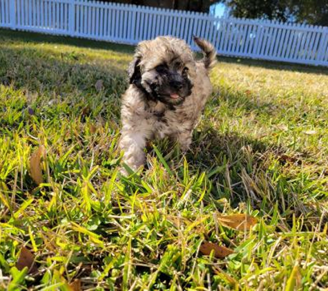 Michele's Puppies & Paws - Maltipoo Puppies Florida - Tampa, FL