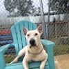 Foxy Roxys Doggy Day Out gallery