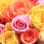 J R Roses Wholesale Flowers