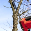 Alpine Tree Service gallery