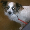 CrossRoads Veterinary Hospital gallery