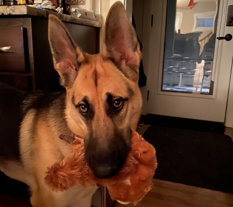 Idaho Dog Park - Garden City, ID. Sweetie with her toy squirell!