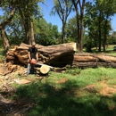 Specialty Tree Service - Moving Services-Labor & Materials