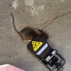 Praying Nantis Pest Control gallery