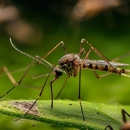 Guaranteed Pest Solutions - Pest Control Equipment & Supplies