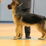 Kasimir K-9 Kuts