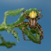 Adieux Termite & Pest Control gallery