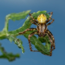 Adieux Termite & Pest Control - Pest Control Equipment & Supplies